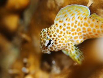 セダカギンポ幼魚。増えてきました！