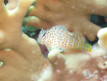 セダカギンポ幼魚。3匹で争っていました。