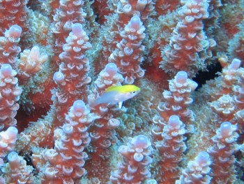 クロスズメダイ幼魚。