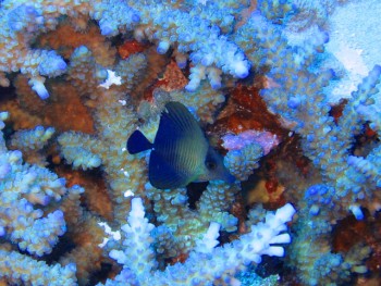 ゴマハギ幼魚。