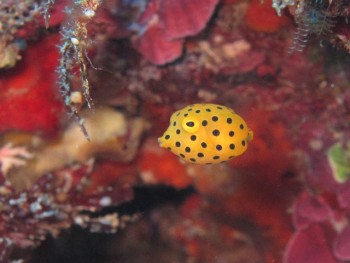 プリティー、ミナミハコフグ幼魚。