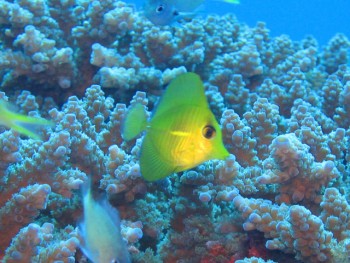 ゴマハギ幼魚。