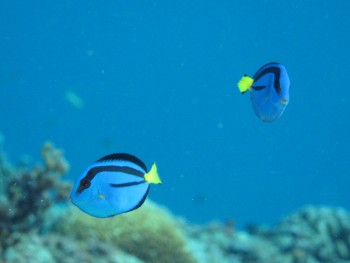 ナンヨウハギ幼魚。