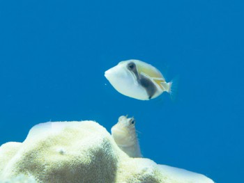 タスキモンガラ幼魚。