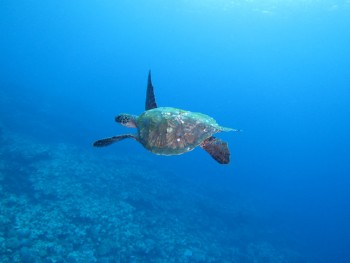 優雅にアオウミガメ。