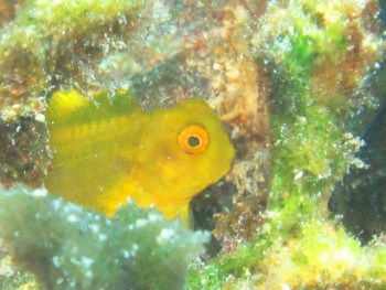 インドカエルウオ幼魚。萌え萌え1号。