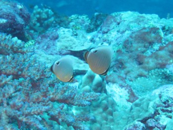 ミスジチョウチョウウオ幼魚。