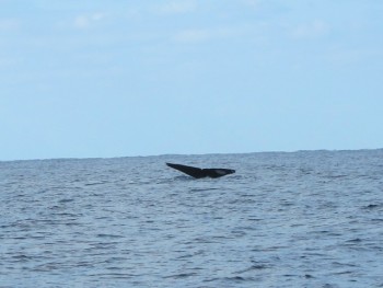 クジラ尻尾。