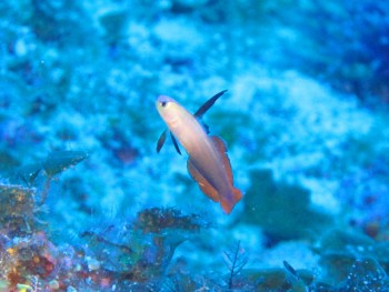 アケボノハゼ幼魚