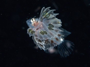 浮遊期幼魚1