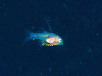 浮遊期幼魚2