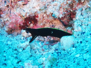 ハナヒゲウツボ幼魚