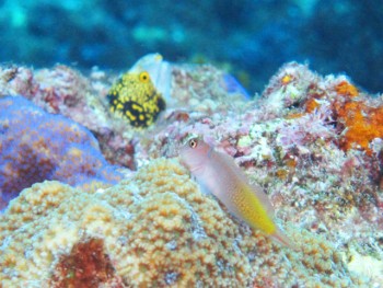 タテガミカエルウオ幼魚
