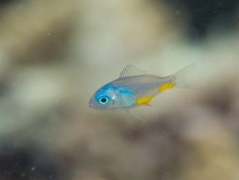 おそらくソラスズメのスーパー幼魚。スケスケ！