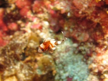 チョウチョウコショウダイスーパー幼魚