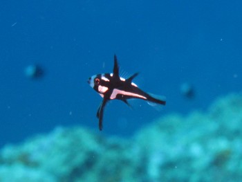 ホホスジタルミ幼魚、
