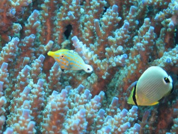 テングカワハギ幼魚