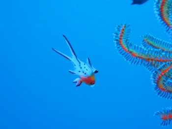 ヒオドシベラ幼魚