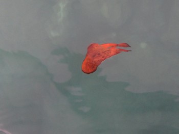 ナンヨウツバメウオ幼魚。枯葉のようです