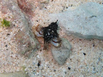 ウミテング幼魚