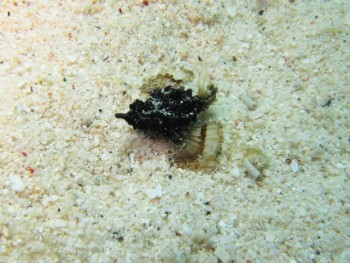 ウミテング幼魚
