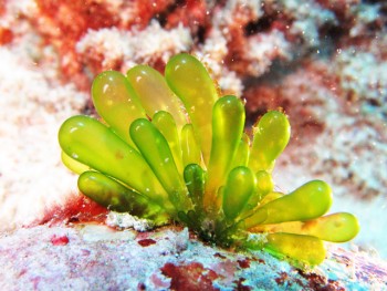 飴細工のような海藻