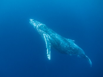 イルカの次はクジラ！