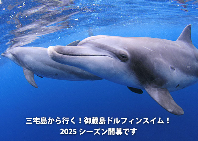 ドルフィンスイム三宅島から行く
