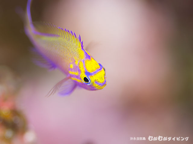 ハナゴンべ