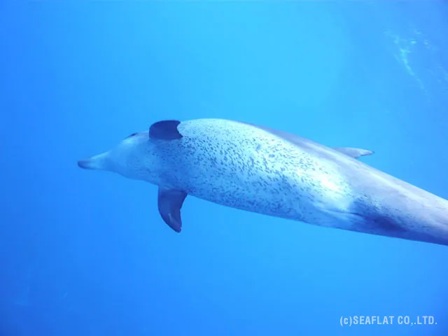 御蔵島のイルカ